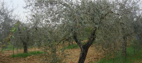 6000m² Land in Colle di Val d'Elsa, Italy No. 183118 17