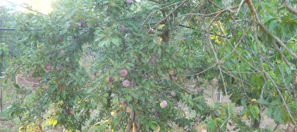 6-salle Maison à Francavilla Fontana, Italy No. 251074 32