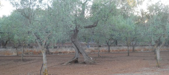 6-salle Maison à Francavilla Fontana, Italy No. 251074 27