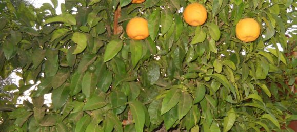 6-salle Maison à Francavilla Fontana, Italy No. 251074 24