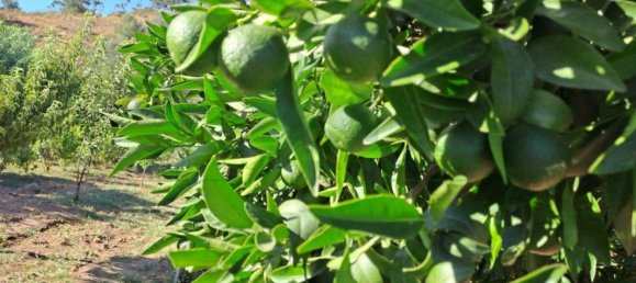 1580m² Land in Azinhal, Portugal No. 52055 14