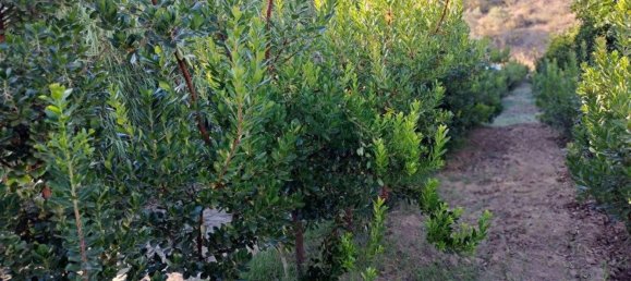 1580m² Land in Azinhal, Portugal No. 52055 32