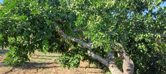 1580m² Land in Azinhal, Portugal No. 52055 15