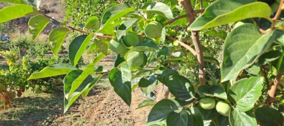 1580m² Land in Azinhal, Portugal No. 52055 13