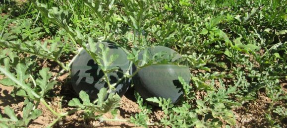 1580m² Land in Azinhal, Portugal No. 52055 7