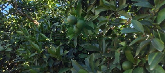 1580m² Land in Azinhal, Portugal No. 52055 49