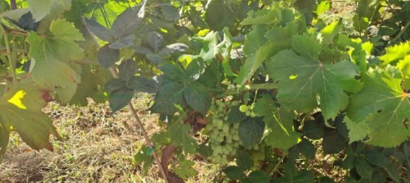 1580m² Land in Azinhal, Portugal No. 52055 12