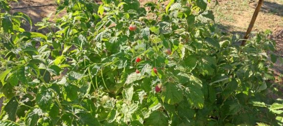 1580m² Land in Azinhal, Portugal No. 52055 16