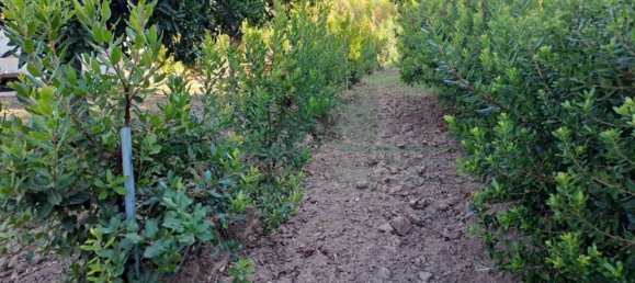 1580m² Land in Azinhal, Portugal No. 52055 42