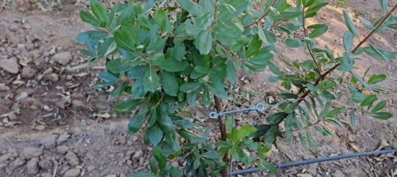 1580m² Land in Azinhal, Portugal No. 52055 28