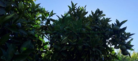 1580m² Land in Azinhal, Portugal No. 52055 33