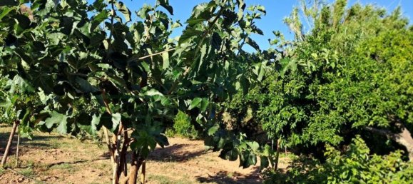 1580m² Land in Azinhal, Portugal No. 52055 36