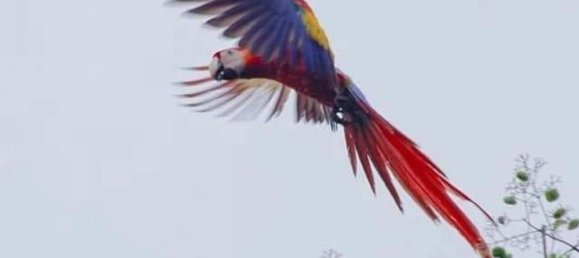 Terrain à Garabito, Costa Rica No. 1571 6