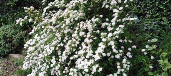 4 bedrooms House in Buti, Italy No. 15595 21