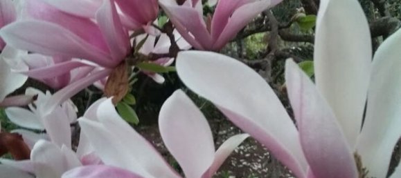 4 bedrooms House in Vila Real, Portugal No. 124425 19