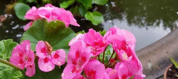 4 bedrooms House in Vila Real, Portugal No. 124425 24