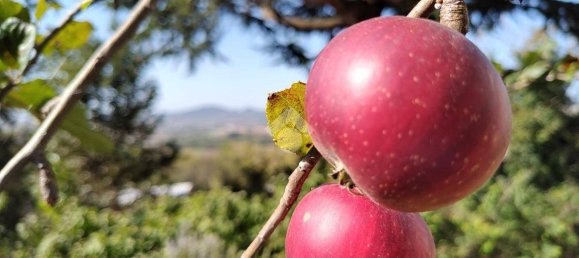 4 chambres Maison à Pontestura, Italy No. 222202 52