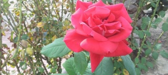 7 bedrooms House in Alicante, Spain No. 121720 6