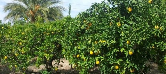 7 bedrooms House in Alicante, Spain No. 121720 2