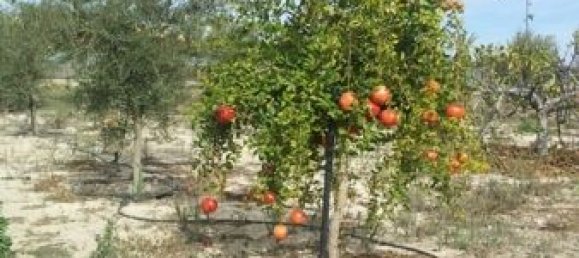 7 bedrooms House in Alicante, Spain No. 121720 8