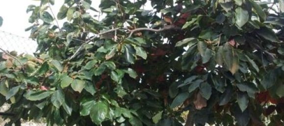 7 bedrooms House in Alicante, Spain No. 121720 4