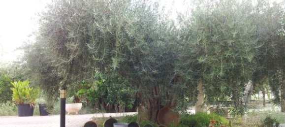 7 bedrooms House in Alicante, Spain No. 121720 14