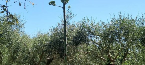 2 غرف نوم شقة في Diano Marina, Italy رقم 280829 3