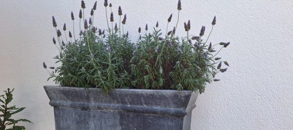 4 Schlafzimmer Haus in Torrevieja, Spain, Nr. 188329 26