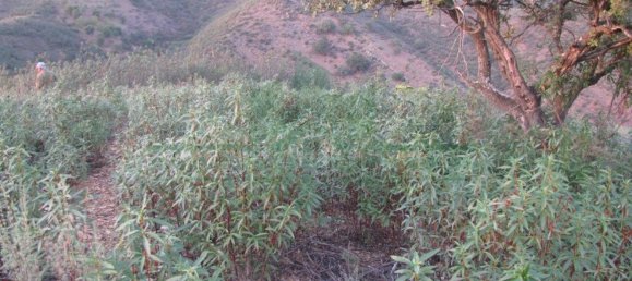  قطعة أرض في Azinhal, Portugal 13000متر مربع رقم 69782 29