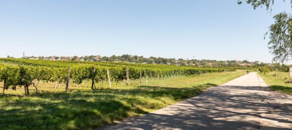 Terrain à Neusiedl am See, Austria No. 226421 14