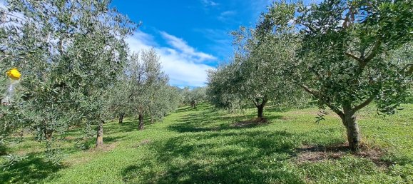 4000m² Land in Spoleto, Italy No. 113544 10