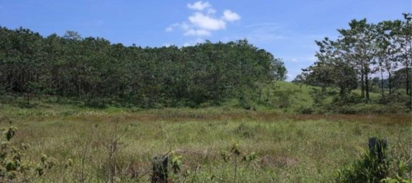  Land in Cariari, Costa Rica No. 1956 5