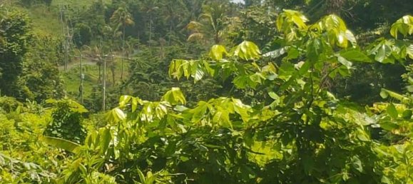 40469m² Hotel in Calibishie, Dominica No. 51 6