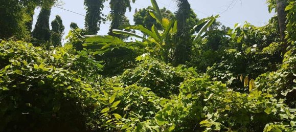 40469m² Hotel in Calibishie, Dominica No. 51 4