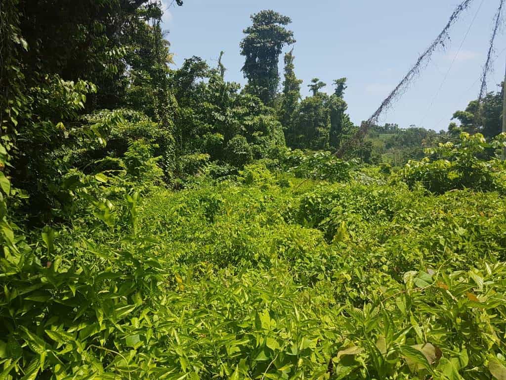 40469m² Hotel in Calibishie, Dominica No. 51