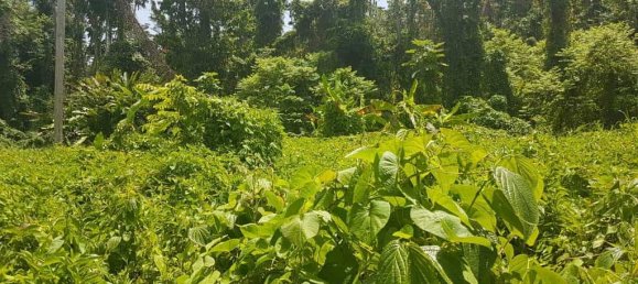 40469m² Hotel in Calibishie, Dominica No. 51 5