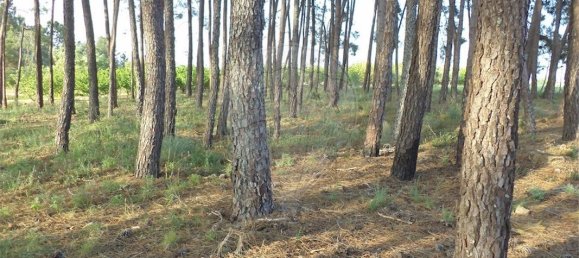 9 chambres Maison à Fundao, Portugal No. 74625 44