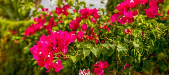 2 chambres Penthouse à Llucmajor, Spain No. 133576 38