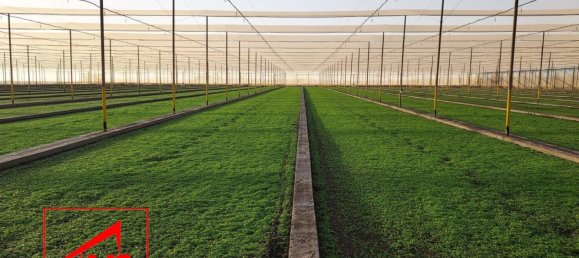  قطعة أرض في Andalusia, Spain 115000متر مربع رقم 171572 14