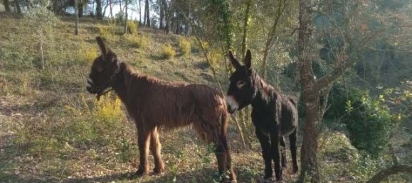 9 Schlafzimmer Haus in Ourem, Portugal, Nr. 122301 25