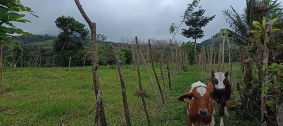 Terreno em Tilaran, Costa Rica N.º 1931 6
