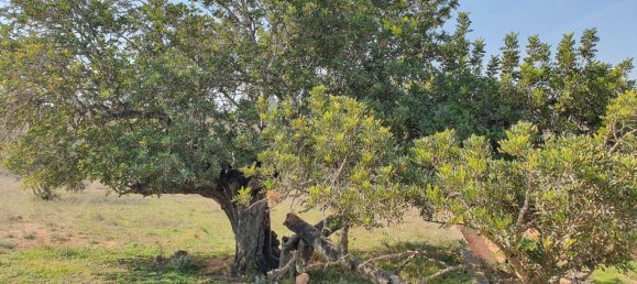 Grundstück in Segorbe, Spain 12000m², Nr. 138439 45