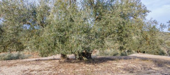 54273m² Land in Vegas del Genil, Spain No. 175724 31