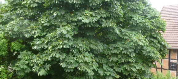 Quinta de 8 divisões em Schmalkalden-Meiningen, Germany N.º 248539 5