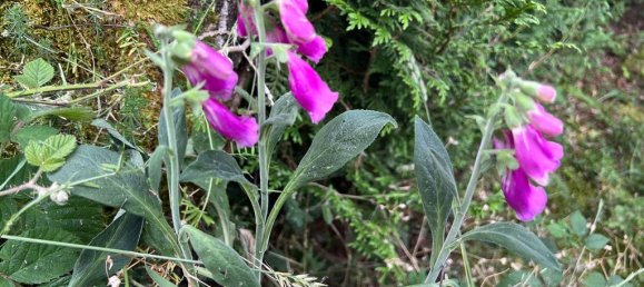 10 Schlafzimmer Haus in Oderen, France, Nr. 91618 13