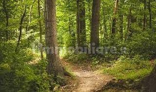 10000m² Land in Cecina, Italy No. 78518