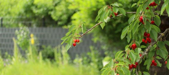 Moradia em banda de 4 divisões em Traiskirchen, Austria N.º 135075 4