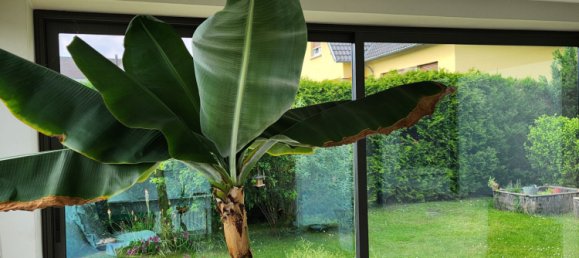 5 bedrooms House in Wasselonne, France No. 57941 5