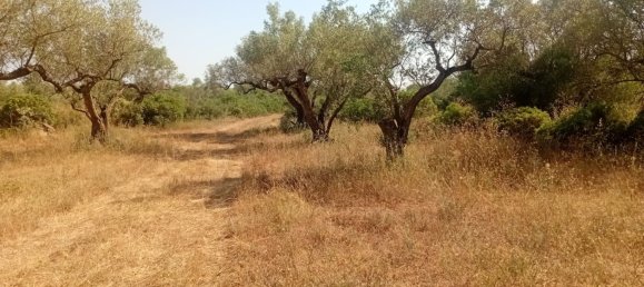 Земельный участок 68857м² в Канет Ло Роиг, Испания № 162896 7