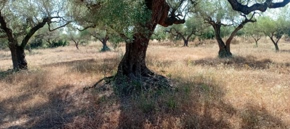 Земельный участок 68857м² в Канет Ло Роиг, Испания № 162896 3